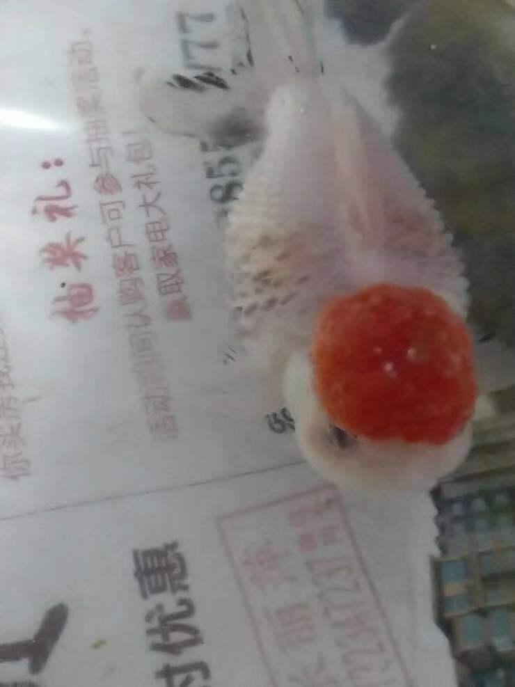 观赏鱼立鳞病传染吗,观赏鱼得了立鳞病好治愈吗