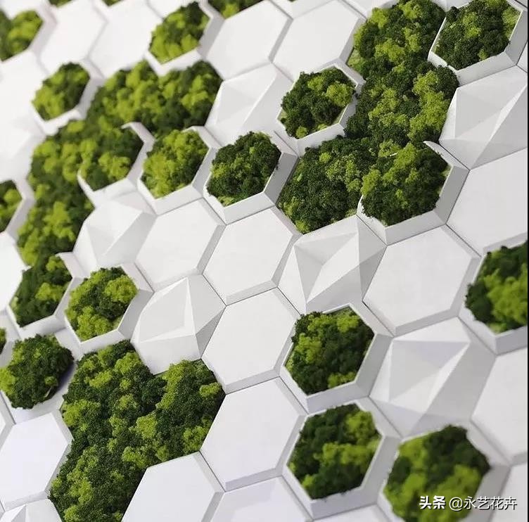 永生花苔藓植物墙,永生苔藓的价格