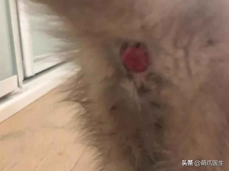 猫咪换粮拉稀能自己好吗,猫咪换粮拉稀会持续多久