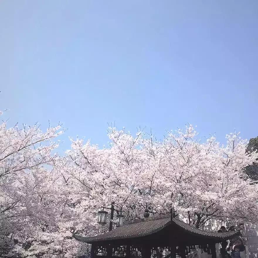 何必远赴日本！这个超级浪漫的赏樱地已花开成海，错过后悔一年