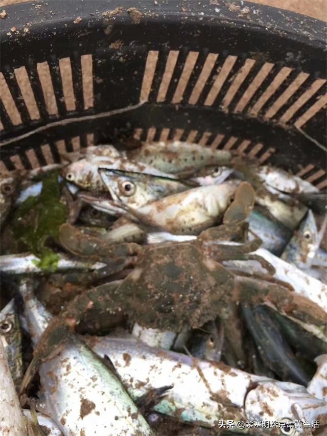 东戴河赏海度假村,东戴河旅行真正的海景度假村