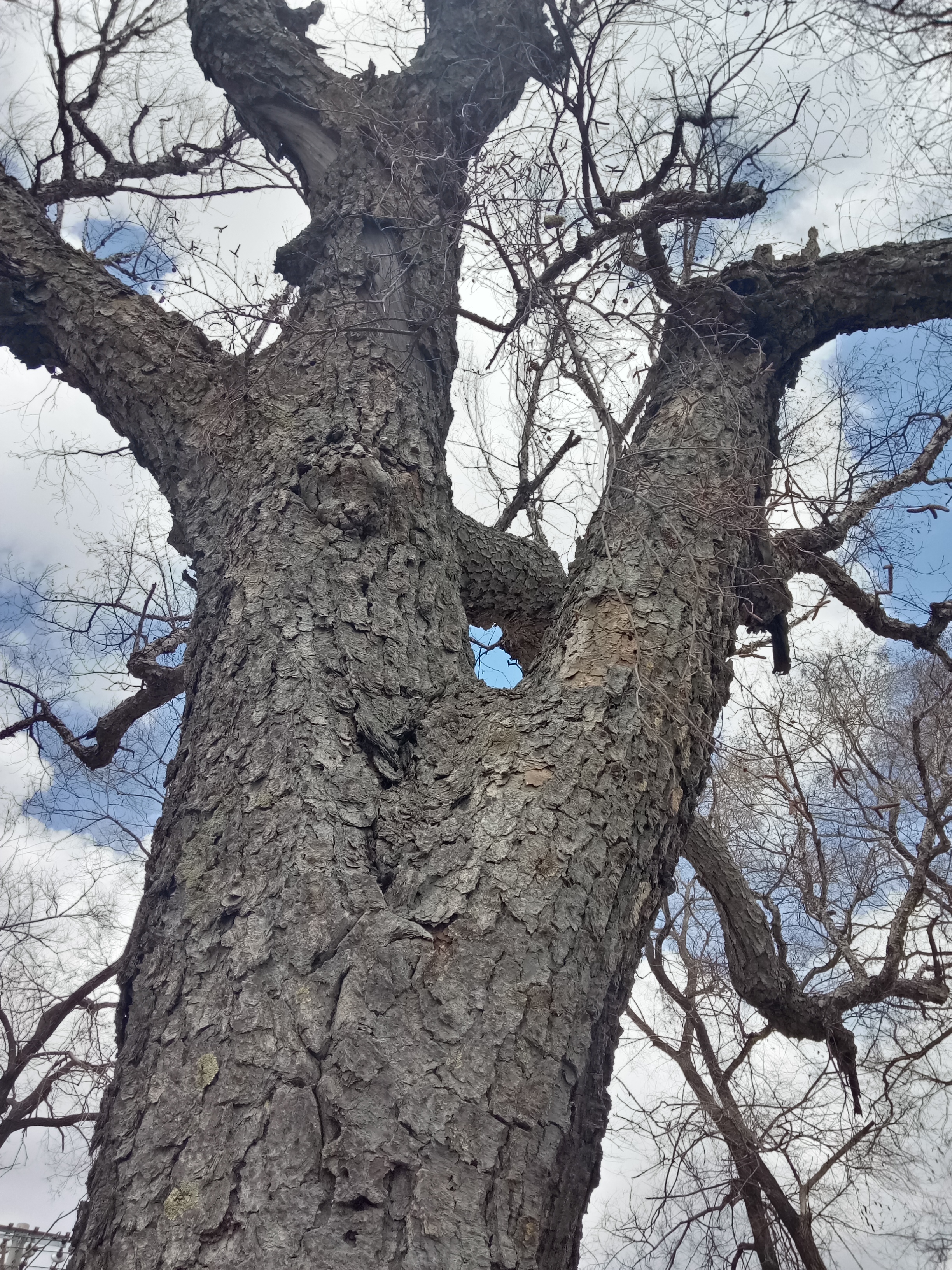 桦树历史痕迹,白桦树以前的故事
