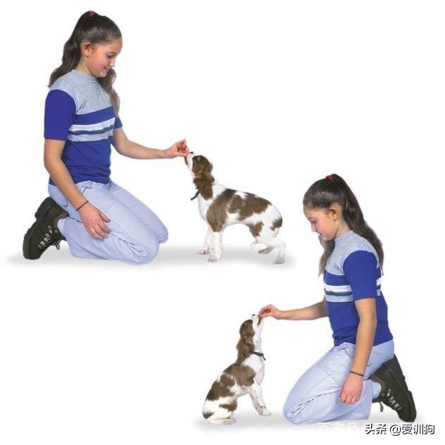 训犬的100个基本方法,训犬的技巧