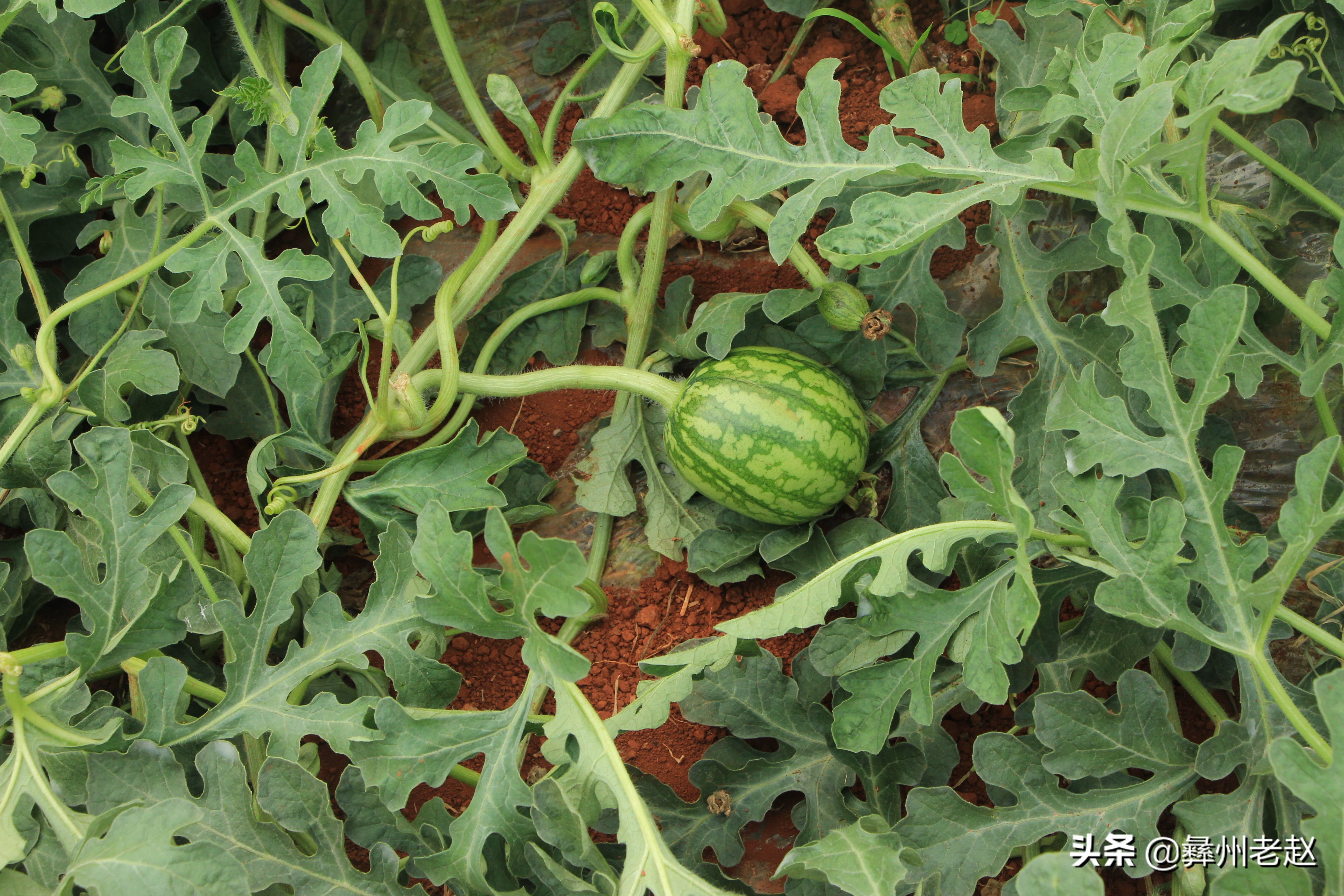 大棚西瓜不膨大怎么回事,大棚西瓜第一次膨瓜肥用什么