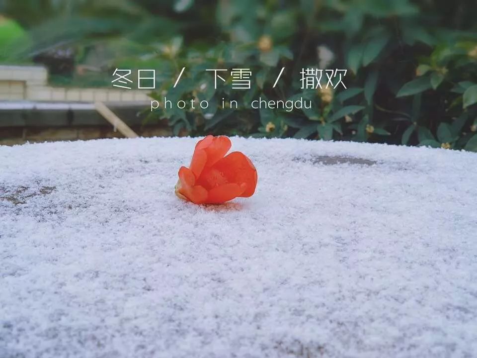 今天，华林小学的孩子们比看到雪还兴奋，原因是？