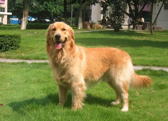 金毛犬爱扑人怎么训练,金毛喜欢粘猫怎么办