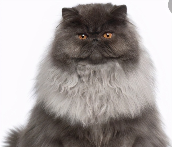 猫咪长红斑点是什么,你知道猫咪的毛色代表了什么吗