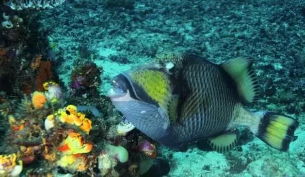 鲨鱼真的是那么恐怖吗,鲨鱼真的有那么凶残吗