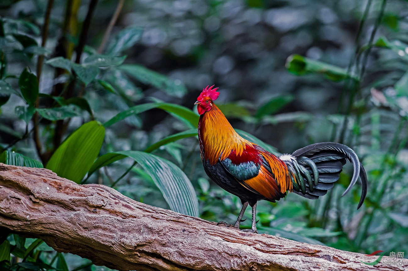 鸡眼各个时期图片,鸡眼初期到后期的照片