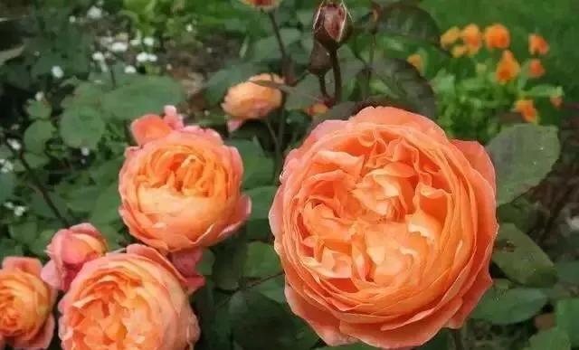 每天一点鲜花小知识,每天学习一点点科普知识