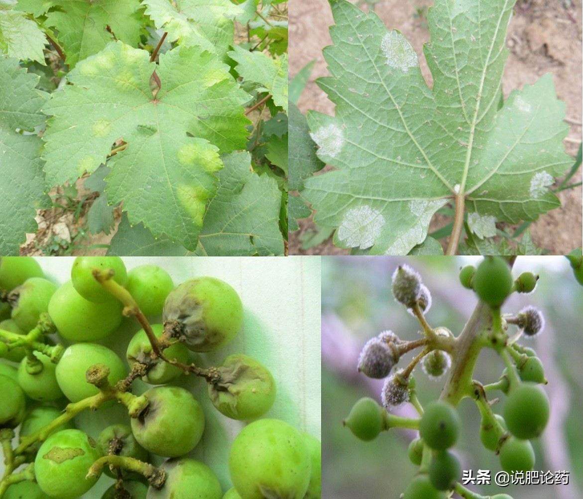 葡萄霜霉最好的克星,葡萄霜霉疫病用什么药