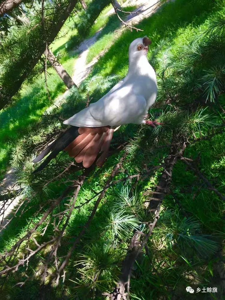 赊店鸽事之四鸽王末路