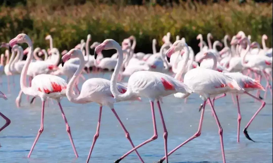 大航海之路爱神之岛塞浦路斯位置,塞浦路斯爱神之岛葡萄酒