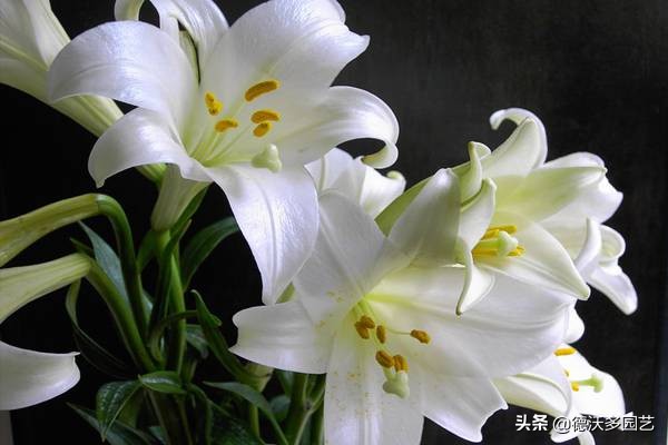 百合的种植方法和最佳时间,宜兴百合种植方法和注意事项