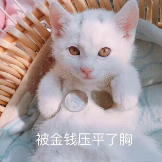 宿舍为什么不可以养猫,该不该在宿舍养猫