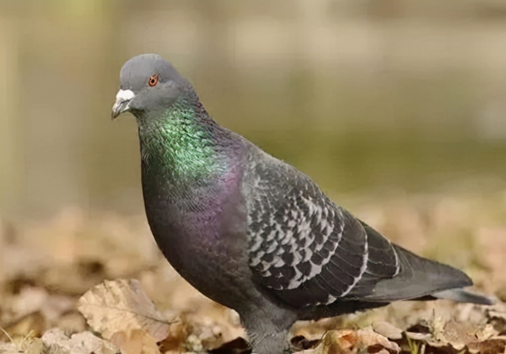 鸽鸽开始拉稀是什么原因,鸽子拉稀能喂幼鸽吗