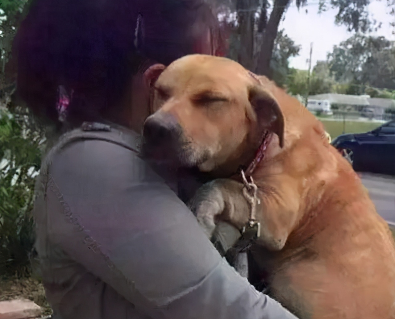 为什么狗狗一到宠物店就害怕,为什么狗狗害怕进宠物店和医院
