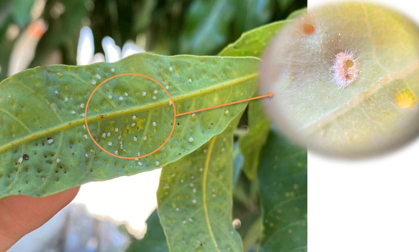 龙眼叶斑点,龙眼叶出现斑点如何处理