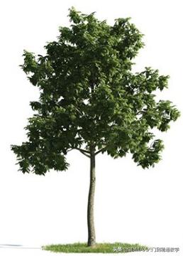 3dmax树木模型在哪里,3dmax植物树