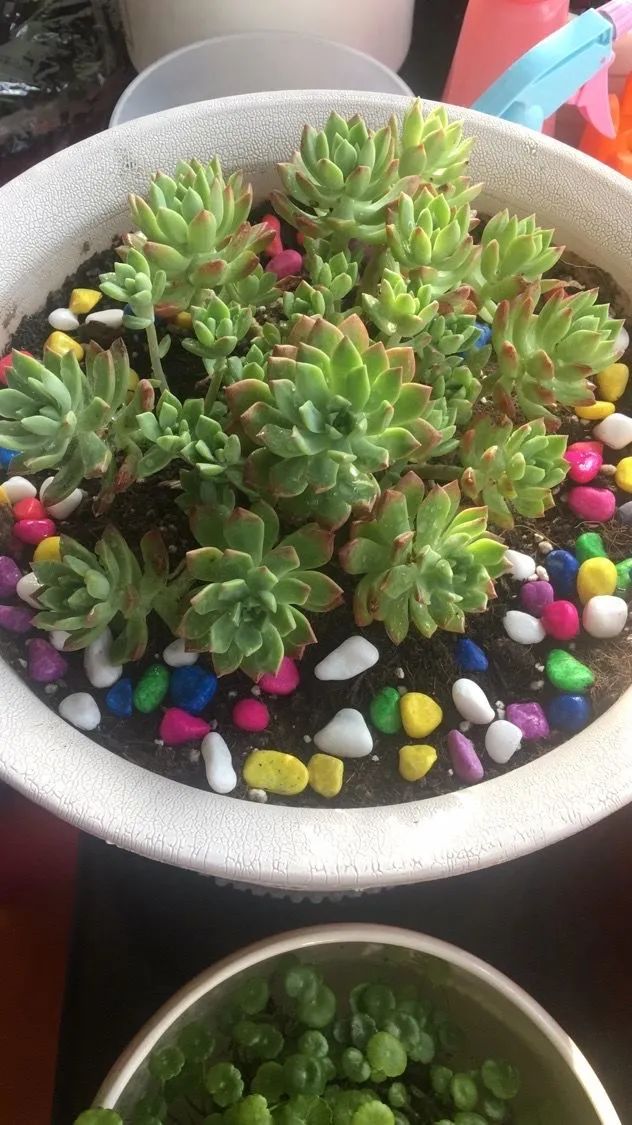 多肉新年寄语,养多肉七八年用心沉淀静待花开