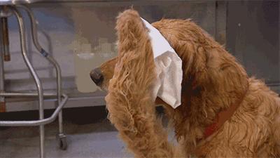 用“打”来训狗狗，危害有多大？