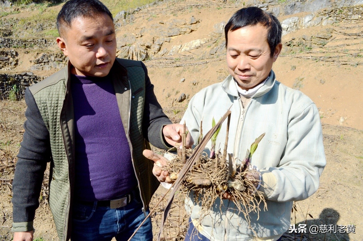 脱贫故事：尹桂林种白芨告别了单身
