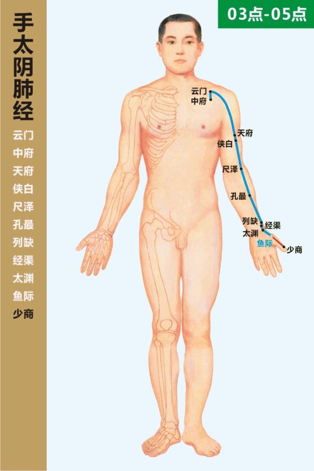 最全经络高清动图所有穴位,最全经络高清动图