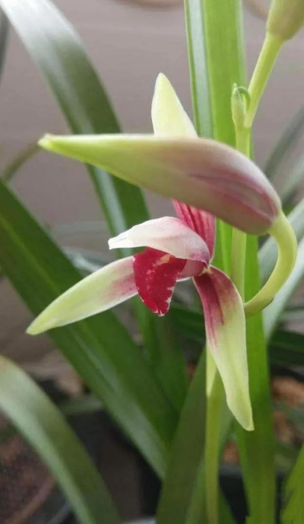 兰花高洁的古诗,高洁典雅的兰花壁纸