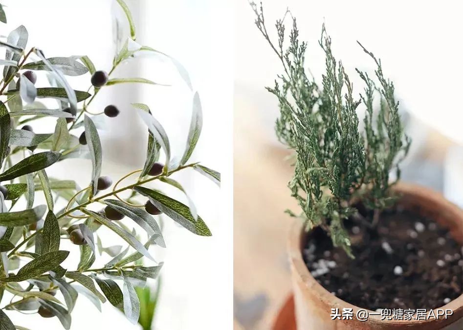 春天花会开|这20家植物淘宝店，植物杀手看了也想买！