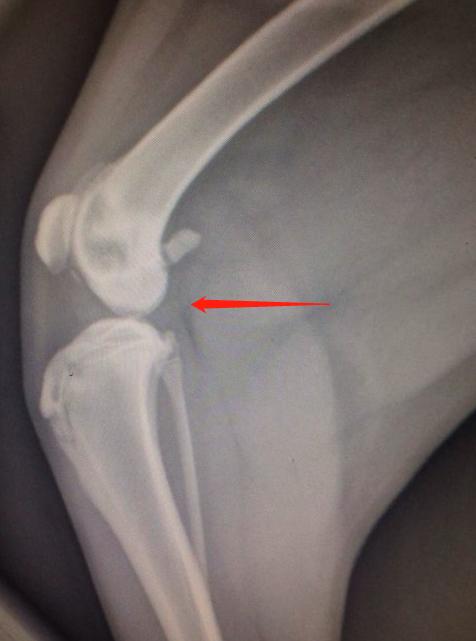 犬分离性软骨病,犬的主要疾病有哪些