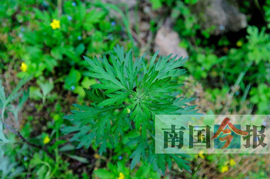 常见的哪几种野菜可吃,能吃的野菜和不能吃的野菜