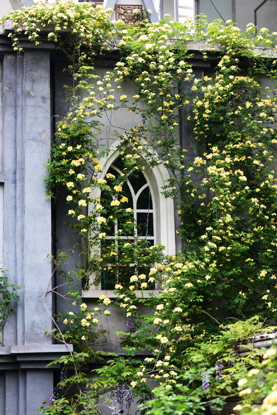 爬藤植物怎么牵引造型,爬藤植物是怎么爬藤的