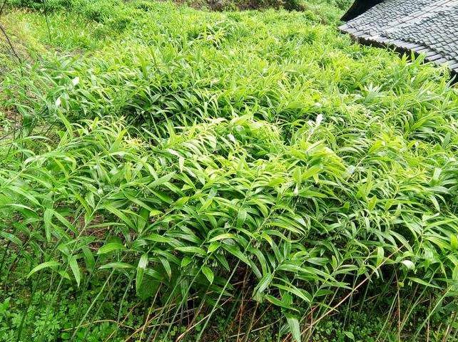 冬季怎样去山里挖鸡头参,农村山野里的鸡头参你认识它吗