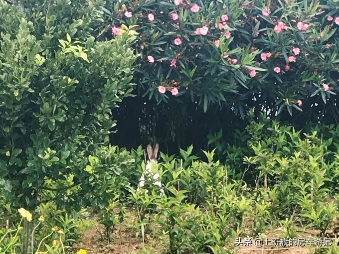 花鸟岛超详细旅游攻略,花鸟岛海岛旅行