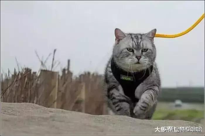 猫咪小时候能看出来长大的样子吗,老虎和喵咪
