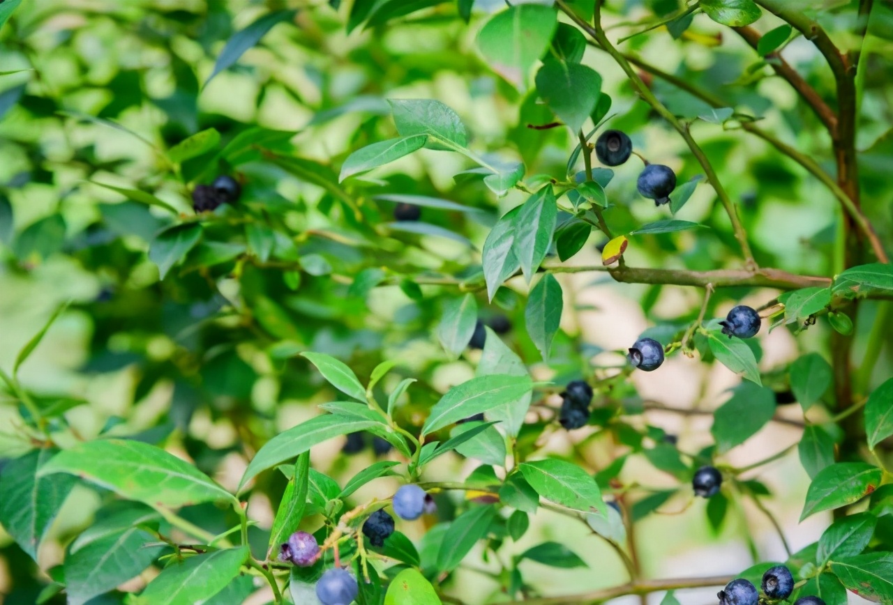 重庆石柱黄水一日游,冬天石柱黄水旅游最佳线路