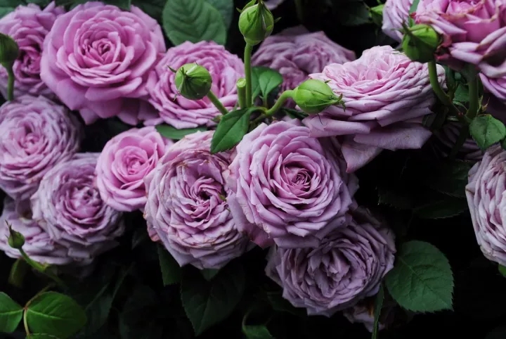 100种月季品种大全集,适合地栽的蓝紫色月季有哪些