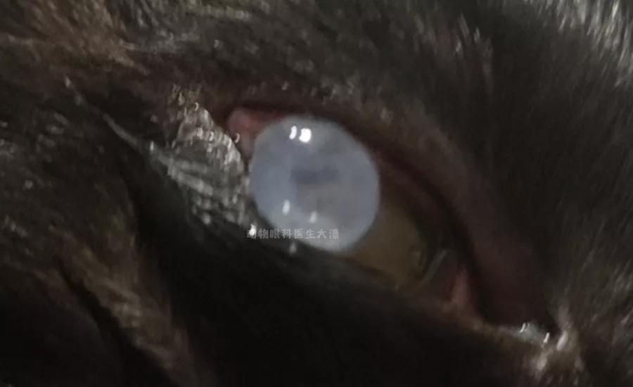 猫咪眼睛穿孔滴什么药,猫咪角膜穿孔