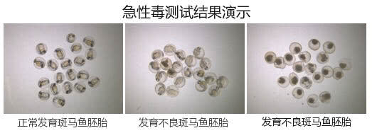 皇家和渴望狗粮,夹心狗粮伯纳天纯