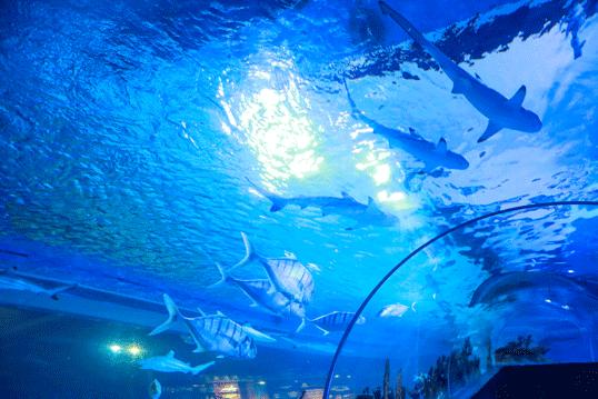 100个梦幻乐园,超2000平的梦幻王国游乐场