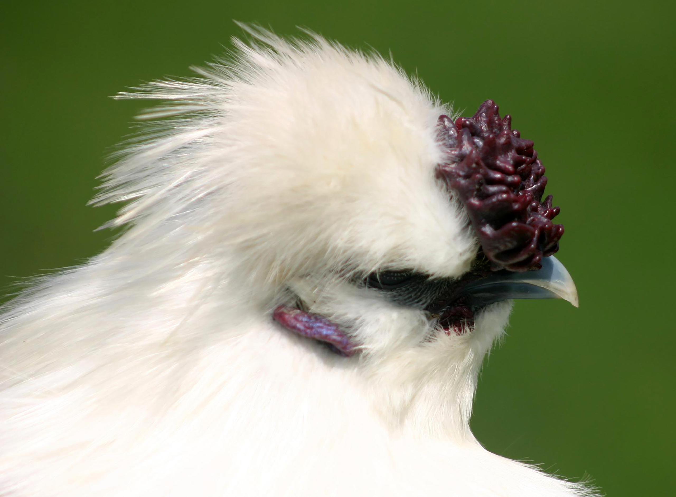 娉板拰鍘夸箤楦″,姹熻タ娉板拰姝﹀北涔岄浮