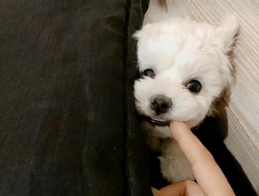 名贵赛级比熊，让弟弟养了15天后，这一团黑是什么东西？