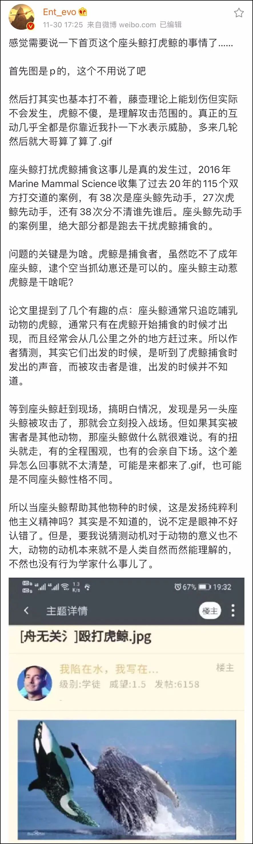 座头鲸上勾拳虎鲸,nga虎鲸vs座头鲸