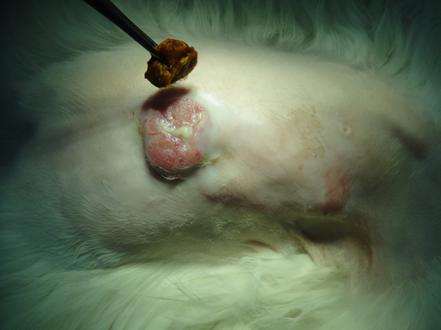 狗狗皮下脂肪瘤的特征,狗狗肿瘤长得快一定是恶性的吗