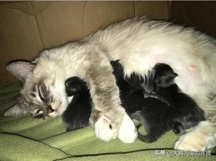 流浪猫躲入家中希望被收养,流浪猫被人喂了还能自己吃吗