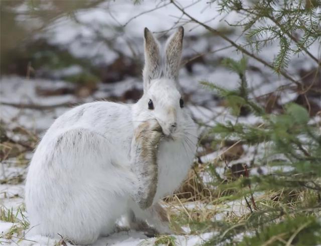 北极有一只兔子,北极有兔子