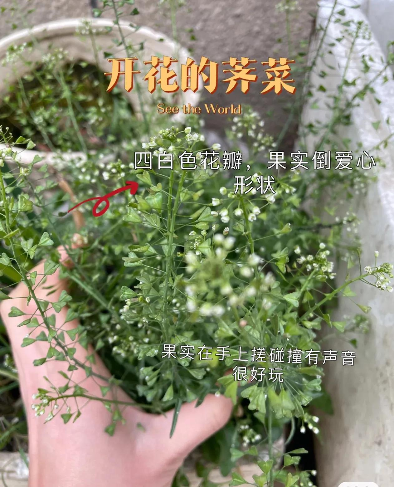 怎么判断荠菜嫩不嫩,如何辨别荠菜视频