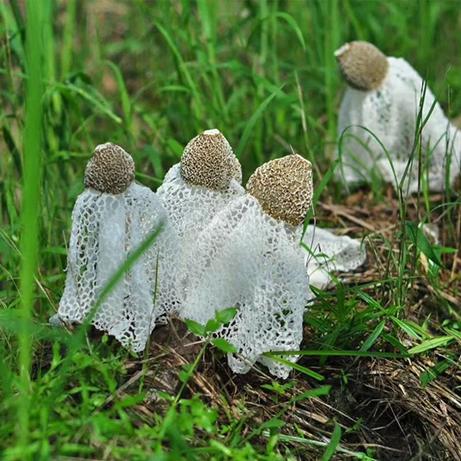 从2000块钱开店到年销600万,村官在淘宝把“雪裙仙子”卖火了