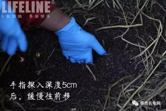 黄缘孵化过程照蛋图,黄缘闭壳龟摸蛋技巧