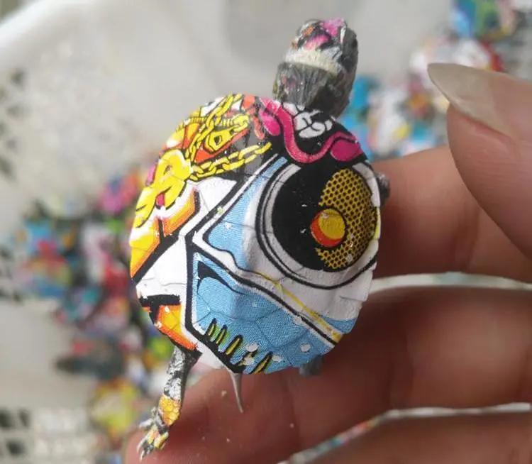 彩色的小乌龟危害后的样子,彩色乌龟和普通小乌龟哪个好